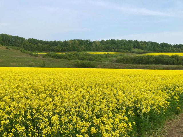 菜の花風景