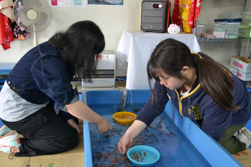 金魚の館　金魚すくい