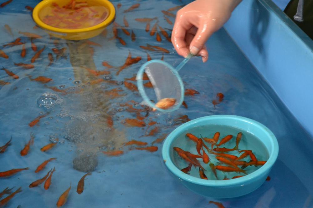 金魚の館　金魚すくい