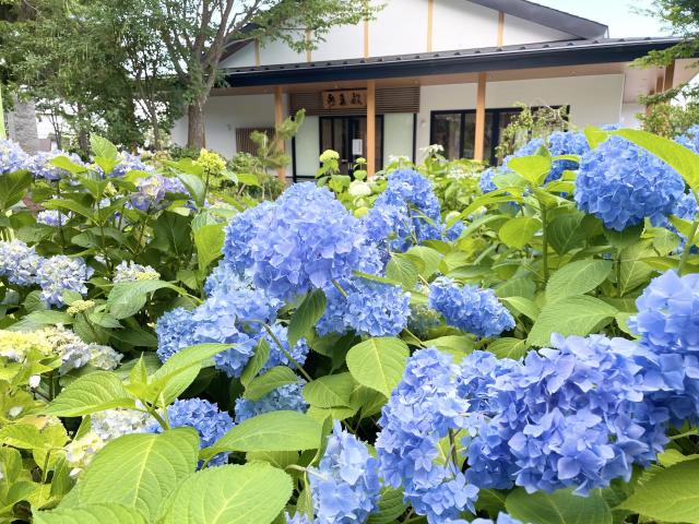 西野神社　あじさい