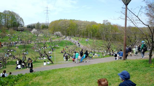 平岡公園の梅林