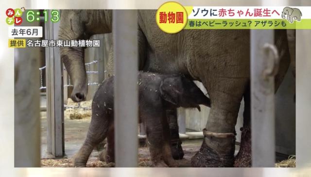 円山動物園　ゾウ　アザラシ　出産