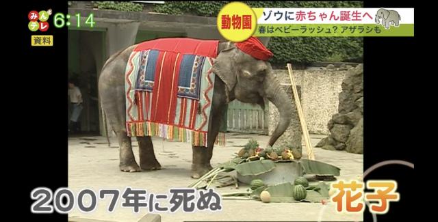 円山動物園　ゾウ　アザラシ　出産