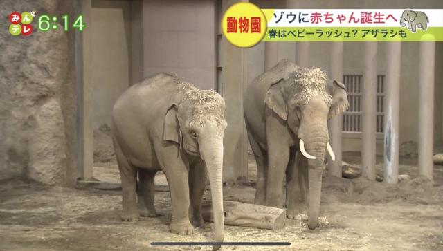 円山動物園　ゾウ　アザラシ　出産