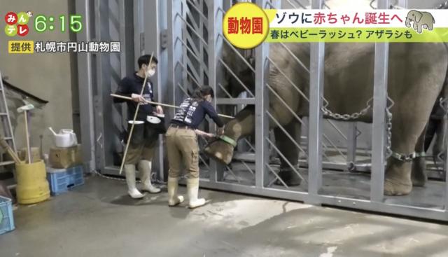 円山動物園　ゾウ　アザラシ　出産