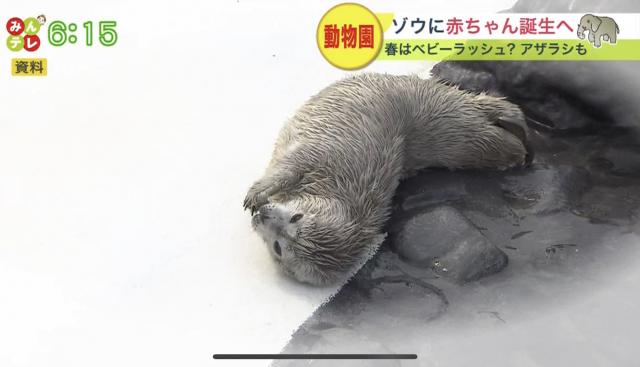 円山動物園　ゾウ　アザラシ　出産