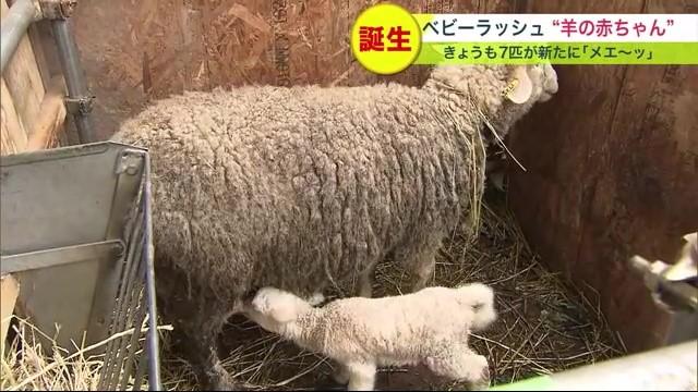 石狩ひつじ牧場　子ひつじ