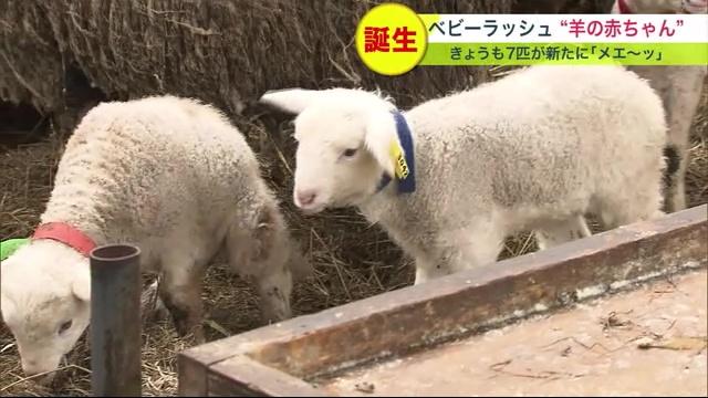 石狩ひつじ牧場　ひつじ