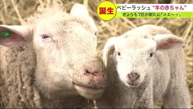 石狩ひつじ牧場