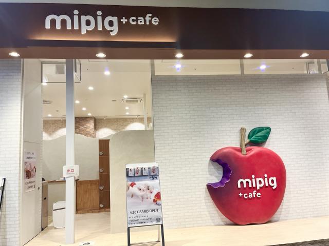 mipig cafe イオンモール札幌発寒店　入り口