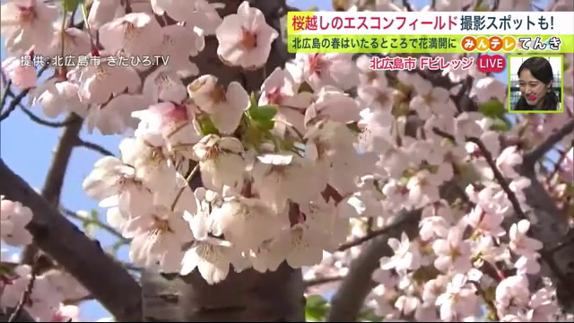 桜