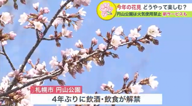 花見　桜