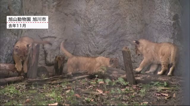 旭山動物園