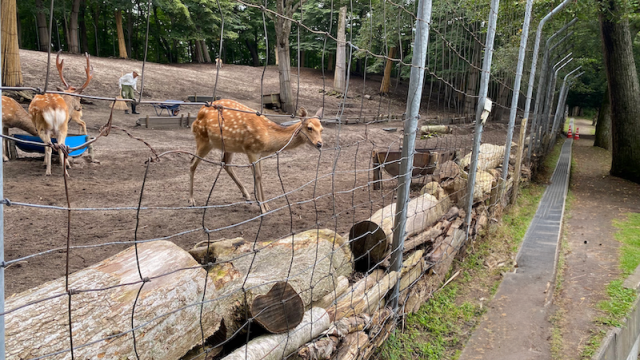 安平鹿公園キャンプ場　鹿