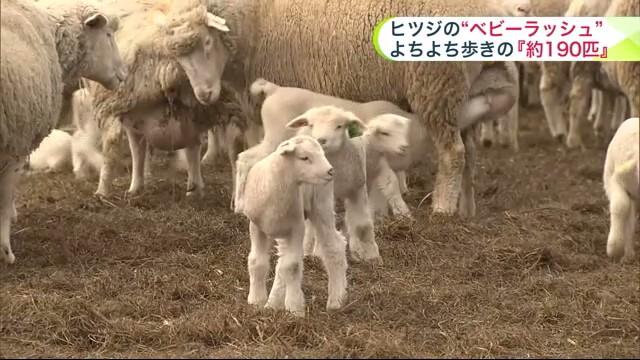 えこりん村　ひつじ　赤ちゃん