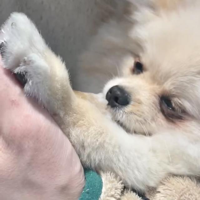 犬 わんちゃんとあそぼ！