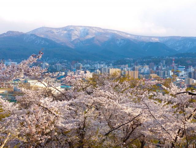 手宮公園 桜 小樽