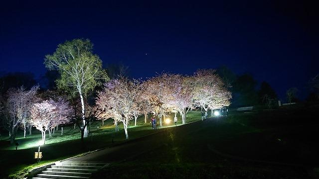 旭ヶ丘公園 芦別 夜桜