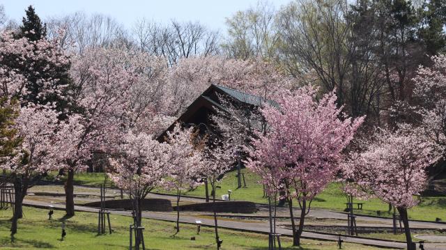 旭ヶ丘公園 芦別 桜