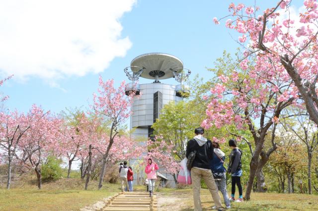東明公園 美唄 桜