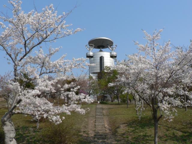 東明公園 桜