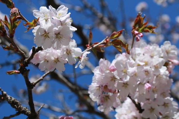桜公園 恵庭