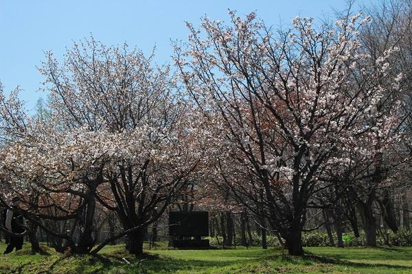 桜公園 恵庭