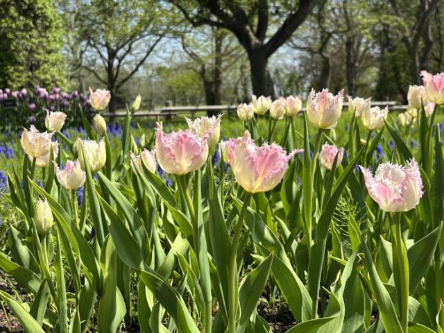 百合が原公園 チューリップ