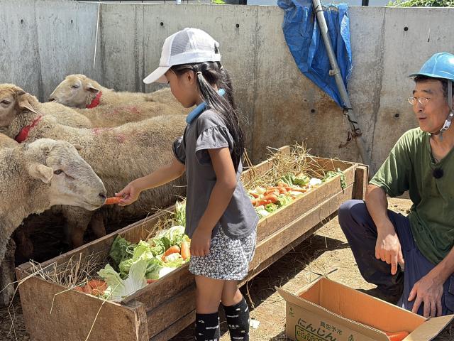 石狩ひつじ牧場 餌やり