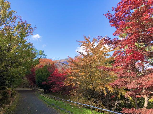 天神山緑地　紅葉