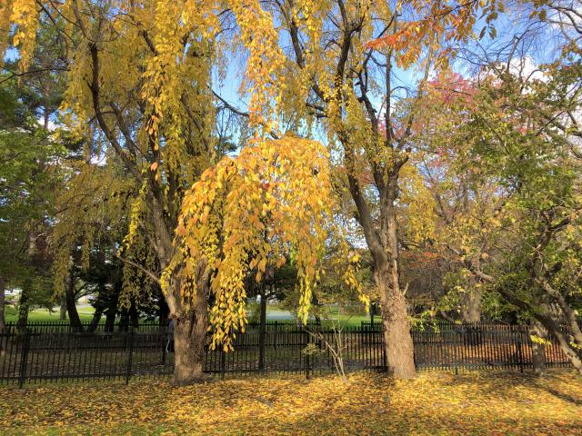 天神山緑地　紅葉